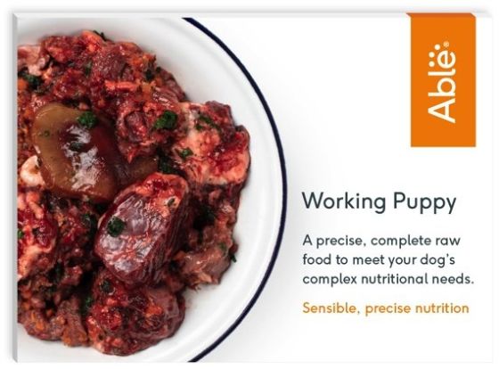 Able Puppy review